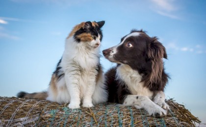 Ученые назвали питомцев, владельцы которых стареют медленнее
