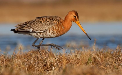 Белорусы могут предложить номинанта на птицу года-2026 