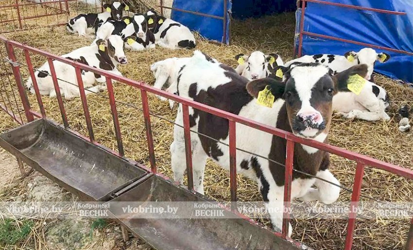 Работники сельхозпредприятия в Кобринском районе хотели обогатиться на молоке - дело направлено в суд