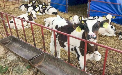 Работники сельхозпредприятия в Кобринском районе хотели обогатиться на молоке - дело направлено в суд