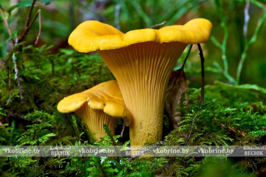 3 рецепта из лисичек, которые удивят ваших близких