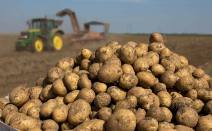 В Беларуси началась уборка картофеля