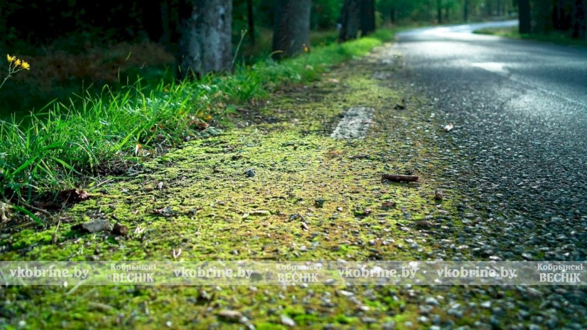Почему после покоса травы в Кобрине остаются зеленые следы на дорожках - узнали в ЖКХ