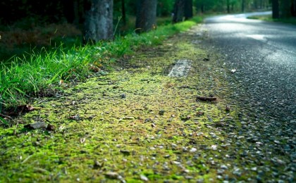 Почему после покоса травы в Кобрине остаются зеленые следы на дорожках - узнали в ЖКХ