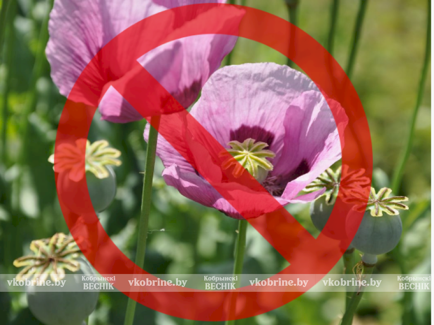 Мак вне закона: на Кобринщине сотрудниками РОВД проводится специальная программа