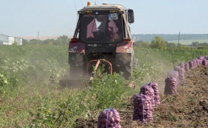 В Беларуси вырастили более 500 000 000 кг продукта, который необходим каждому
