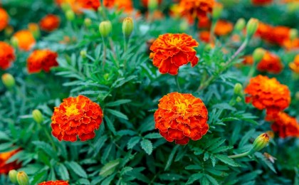 Знаете ли вы, как использовать бархатцы в качестве сидератов в конце сезона?