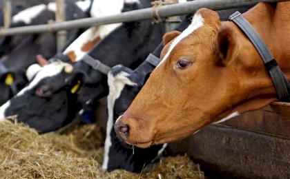 Электробезопасность сельскохозяйственных животных