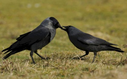«Вороний бум» в Кобрине - причины, последствия и методы регулирования