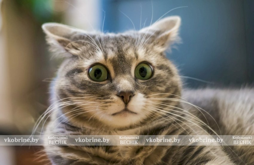 Избыточное внимание, шум или одиночество: почему кошки испытывают стресс?