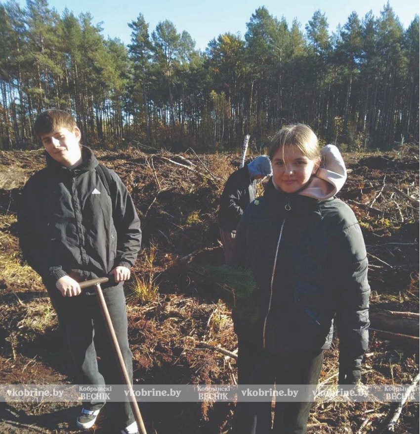 Посадка леса: совместные усилия жителей Залесья для зеленого будущего