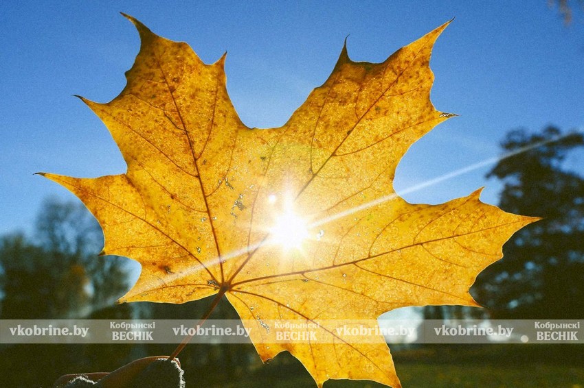 В Беларуси ноябрь удивит аномальным теплом: какой будет погода на следующей неделе