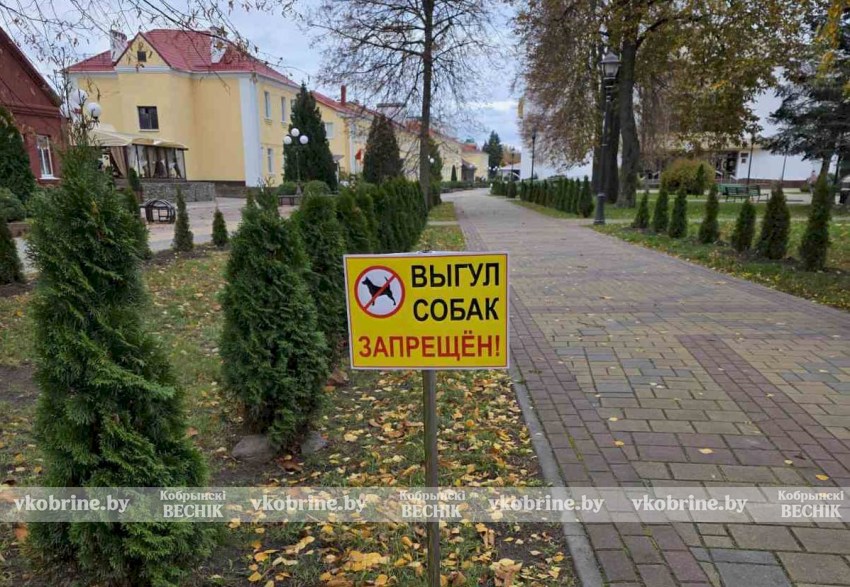 Есть проблема: почему владельцы собак игнорируют запреты на выгул на улице Суворова?