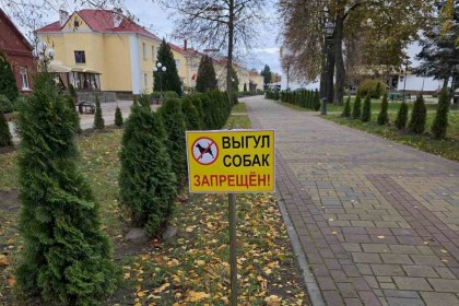 Есть проблема: почему владельцы собак игнорируют запреты на выгул на улице Суворова?