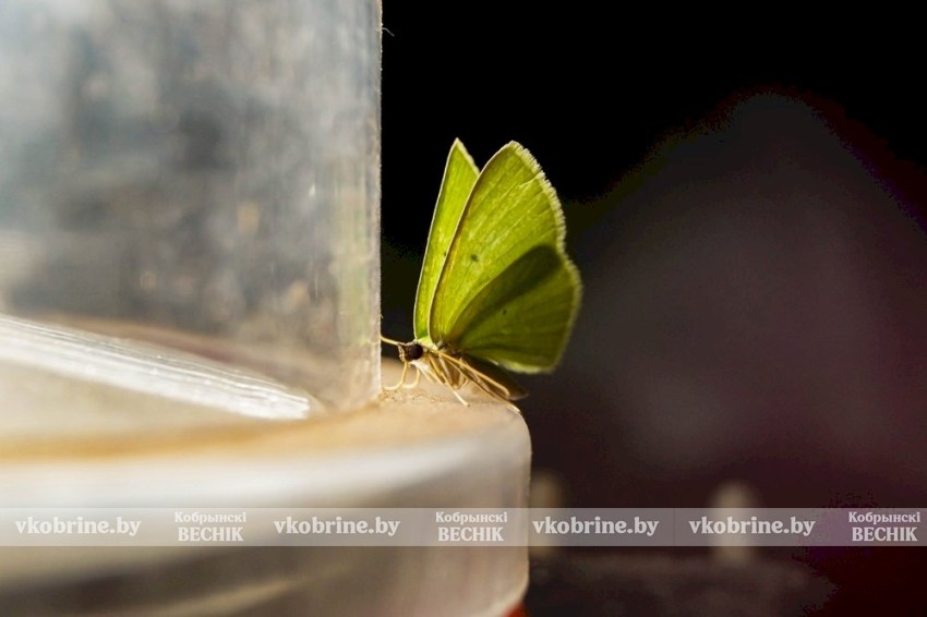 Летят на пламя мотыльки - о проблемах наркомании и ситуации на Кобрищине поговорили с экспертами