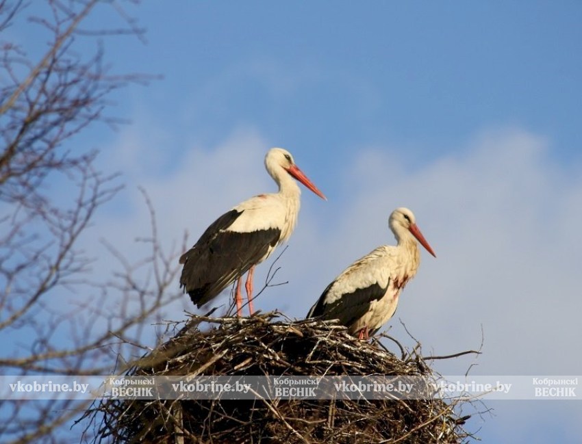 Неожиданные соседи жителей агрогородка Городец: аисты поселились там, где не должны 