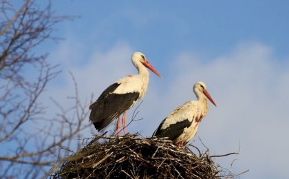 Неожиданные соседи жителей агрогородка Городец: аисты поселились там, где не должны 