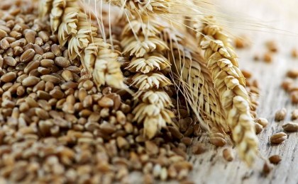 Мониторинг посевов, выведение сортов. Как в Беларуси ученые помогли аграриям собрать рекордный урожай зерна