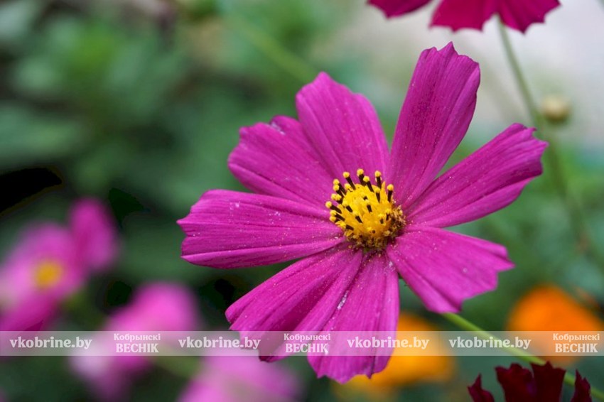 Знаете ли вы о том, что космея — отличный компаньон-защитник для многих культур и посеять ее можно под зиму?