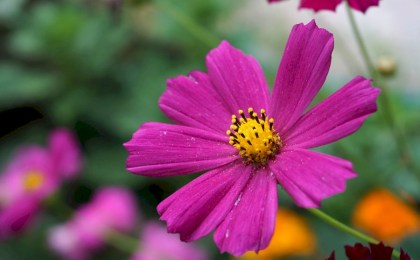 Знаете ли вы о том, что космея — отличный компаньон-защитник для многих культур и посеять ее можно под зиму?