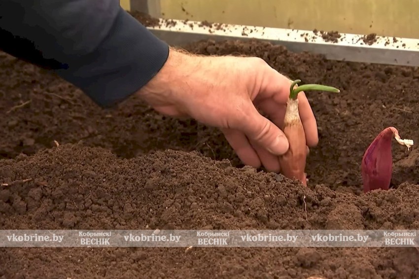 Секреты сверхраннего урожая: что посадить в ноябре? Топ‑5 проверенных вариантов