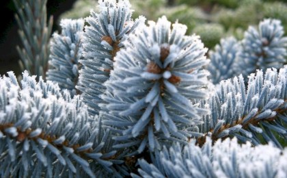 Знаете ли вы, почему вдруг голубая ель становится зеленой?