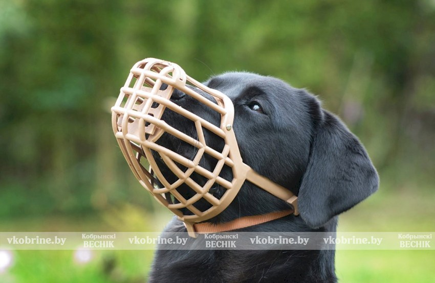 Собака в подъезде: закон обязывает надеть намордник (есть исключения)