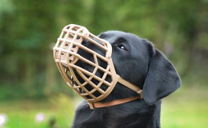 Собака в подъезде: закон обязывает надеть намордник (есть исключения)