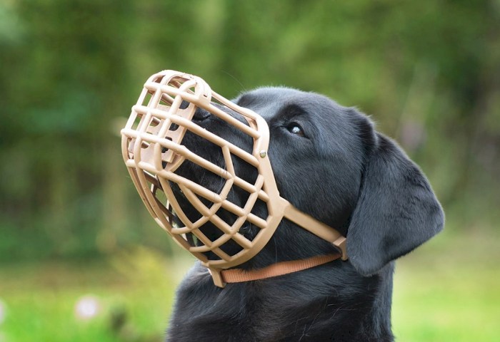 Собака в подъезде: закон обязывает надеть намордник (есть исключения)