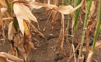 Пытались уничтожить урожай кукурузы, чтобы скрыть огрехи в работе - прокуратура Кобринского района привлекла виновных к ответственности