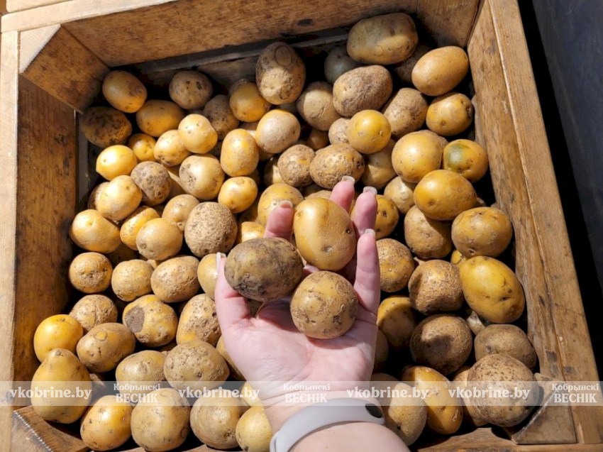 Размер имеет значение - определены параметры картофеля, которым разрешено торговать в рознице 