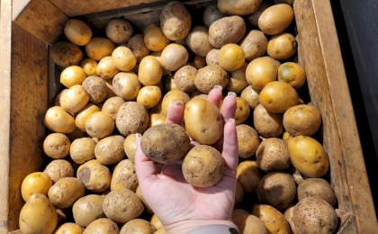 Размер имеет значение - определены параметры картофеля, которым разрешено торговать в рознице 