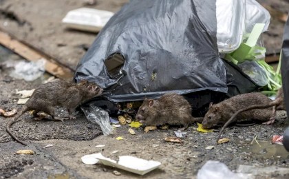 Жители Риги боятся крыс на улицах города - один человек уже умер от инфекции