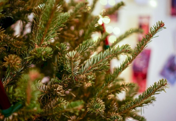 Новогоднее волшебство начинается -  елочные базары на Кобринщине начинают свою работу с 20 декабря! Узнали цены и адреса