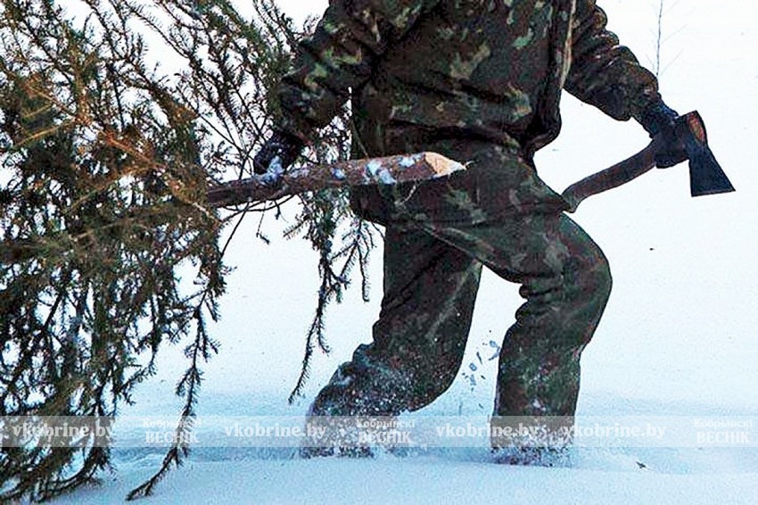 В лесу родилась елочка. А можно ли срубить, узнали в Кобринском опытном лесхозе