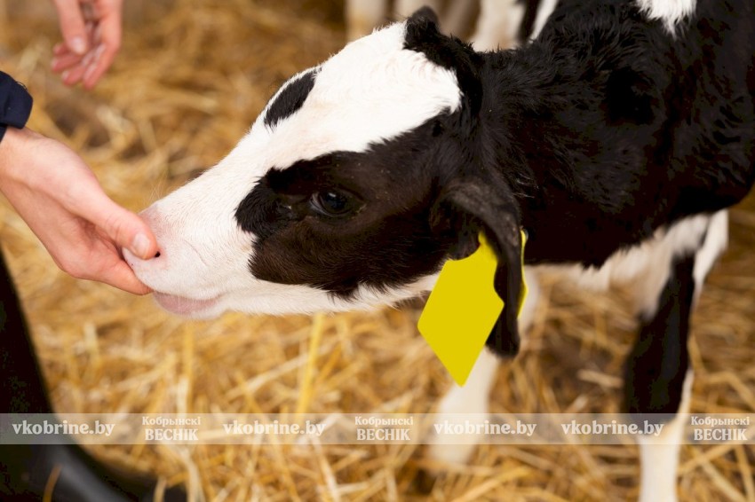 В труде велик человек - операторы машинного доения Любовь Концевич и Татьяна Чопик более 20 лет трудятся в ДСУП «Сельхоз-Повитье»