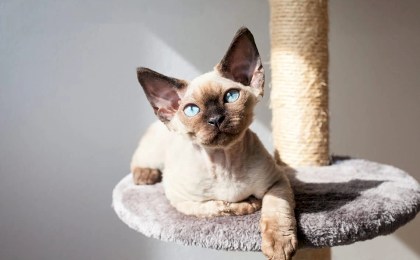 Кошки, которые практически не линяют: рейтинг пород