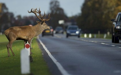 Дикие животные на дороге - как не допустить трагедии и что делать, если столкновение произошло