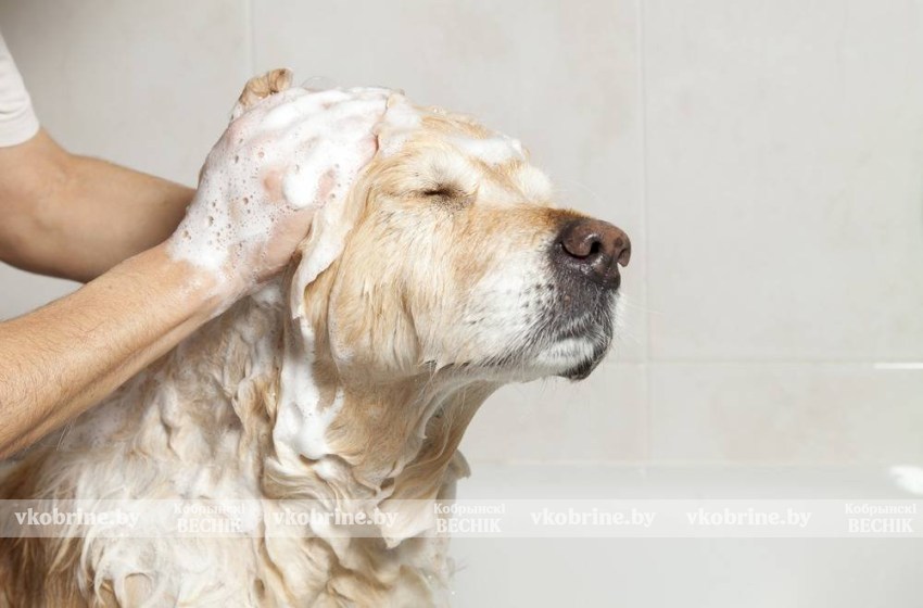 Как быстро помыть собаку после прогулки