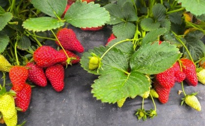 «Сонюшко»: ягодный рай для каждого сотрудника