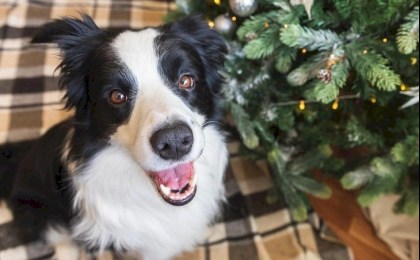 Как спасти питомца, который съел ёлочные иголки — объяснила ветврач