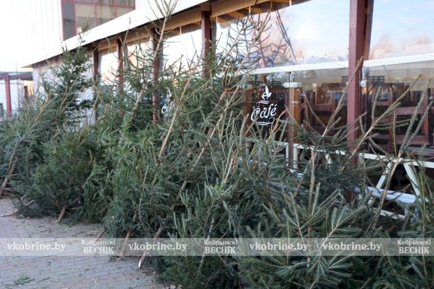 Впустите сказку в дом: где в Кобрине найти самую пушистую ель?