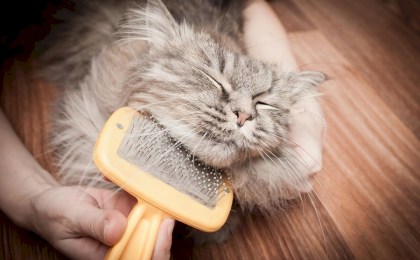 Блестящая и ухоженная шерсть: какую расческу выбрать для кошки