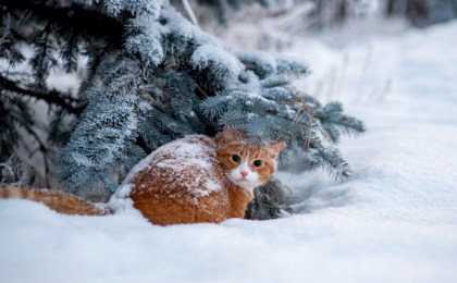 Январь подсказывает судьбу: народные приметы и традиции 