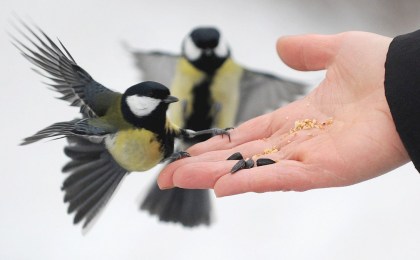 Чем кормить птиц зимой и когда это действительно нужно: простые правила для всех