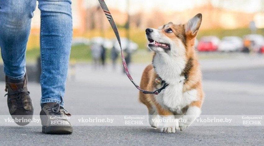 Культура на поводке - где в Кобрине гулять с питомцем?