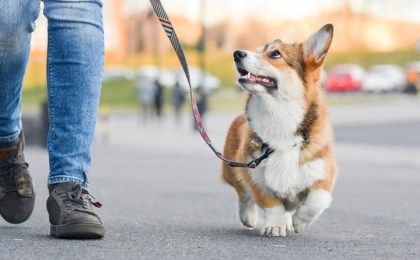 Культура на поводке - где в Кобрине гулять с питомцем?