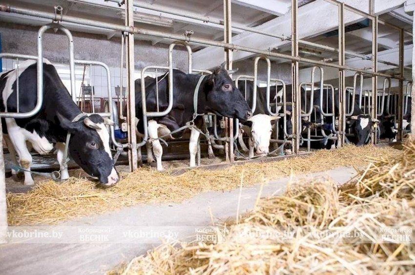 Подготовка животноводческих объектов к зимне-стойловому периоду - КГК провел рейдовые мероприятия