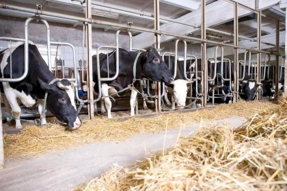 Подготовка животноводческих объектов к зимне-стойловому периоду - КГК провел рейдовые мероприятия