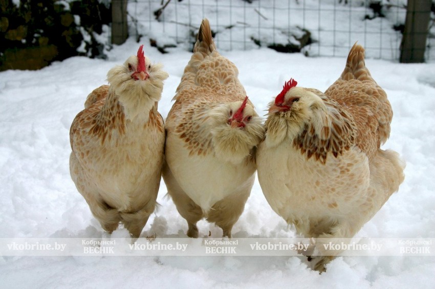 Какой сегодня праздник: почему в Сильвестров день 15 января нельзя готовить блюда из курицы